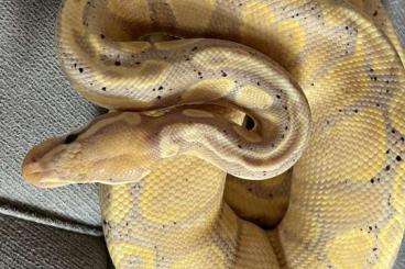 Königspythons kaufen und verkaufen Foto: Ghi Mojave Enchi und  Ghi Banana Enchi het Pied