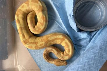 Ball Pythons kaufen und verkaufen Photo: 2.0 Banana Enchi Pastel Fader pos Superenchi- Superbanana 100% het Pie Ball Pythons kaufen und verkaufen Photo: 2.0 Banana Enchi Pastel Fader pos Superenchi- Superbanana 100% het Pie