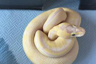Königspythons kaufen und verkaufen Foto: 1,0 Banana Superenchi Superpastel Leopard pos Mojave - Phantom Nz 24 Königspythons kaufen und verkaufen Foto: 1,0 Banana Superenchi Superpastel Leopard pos Mojave - Phantom Nz 24