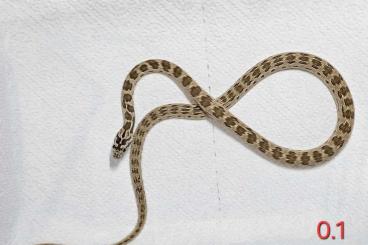 Snakes kaufen und verkaufen Photo: 1.1 Spalerosophis atriceps CB24