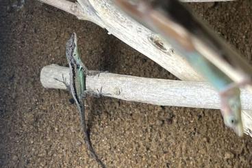 Lizards kaufen und verkaufen Photo: Anolis roquet summus „macouba“ NZ-Paar