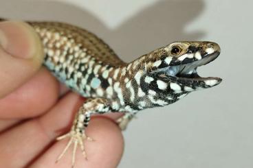 Lizards kaufen und verkaufen Photo: Podarcis milensis single Male 