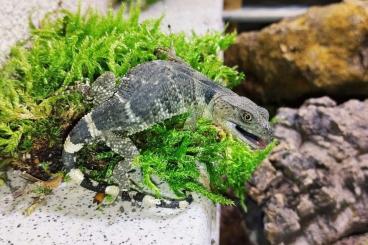 Echsen  kaufen und verkaufen Foto: Podarcis siculus Xenosaurus platyceps Holbrookia elegans 