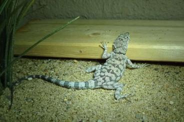 Echsen  kaufen und verkaufen Foto: Petrosaurus mearnsi mit Lokalität Anza Borrego State Park