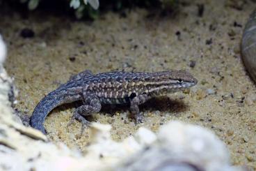 Lizards kaufen und verkaufen Photo: Uta stansburiana elegans and uniformis 