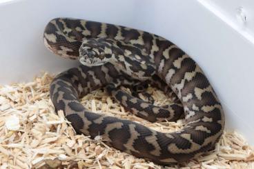 Schlangen kaufen und verkaufen Foto: Morelia spilota variegata ( ex harrisoni ) pure papuans