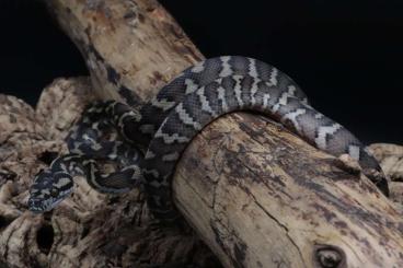 Snakes kaufen und verkaufen Photo: Morelia spilota variegata ( ex harrisoni ) pure papuans