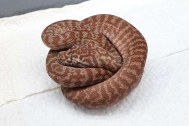 Snakes kaufen und verkaufen Photo: Morelia spilota ssp.                     