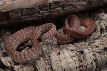 Schlangen kaufen und verkaufen Foto: Morelia spilota ssp.                     