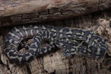 Pythons kaufen und verkaufen Foto: Simalia nauta, Morelia spilota