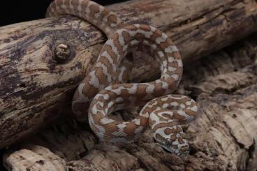 Pythons kaufen und verkaufen Foto: Simalia nauta, Morelia spilota, Antaresia childreni