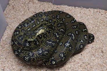 Schlangen kaufen und verkaufen Foto: Morelia spilota spilota                              