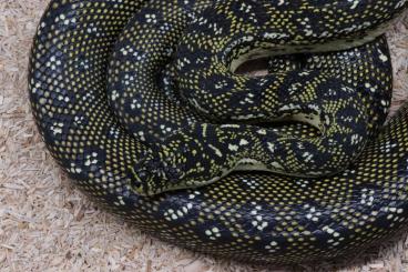 Schlangen kaufen und verkaufen Foto: Morelia spilota spilota                              