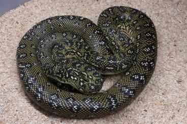 Schlangen kaufen und verkaufen Foto: Morelia spilota spilota                              