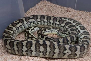 Snakes kaufen und verkaufen Photo: Morelia spilota mcdowelli