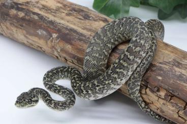 Schlangen kaufen und verkaufen Foto: Morelia spilota variegata / harrisoni