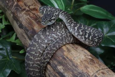 Schlangen kaufen und verkaufen Foto: Morelia spilota variegata / harrisoni