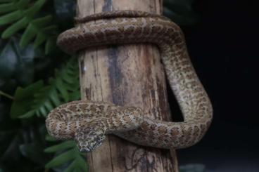 Schlangen kaufen und verkaufen Foto: Morelia spilota ssp.                      