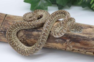 Schlangen kaufen und verkaufen Foto: Morelia spilota ssp.                      