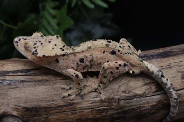 Geckos kaufen und verkaufen Photo: C.ciliatus Superdalmatian