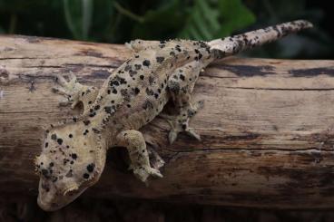 Geckos kaufen und verkaufen Photo: C.ciliatus Superdalmatian Geckos kaufen und verkaufen Photo: C.ciliatus Superdalmatian