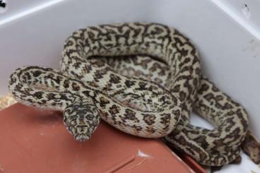 Schlangen kaufen und verkaufen Foto: Simalia nauta, Morelia spilota