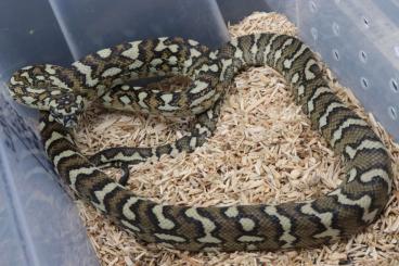 Schlangen kaufen und verkaufen Foto: Antaresia childreni, Morelia spilota Schlangen kaufen und verkaufen Foto: Antaresia childreni, Morelia spilota