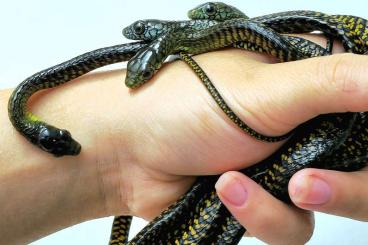 Schlangen kaufen und verkaufen Foto: Thrasops flavigularis/ Simalia clastolepis/ Corallus caninus/ Anolis b