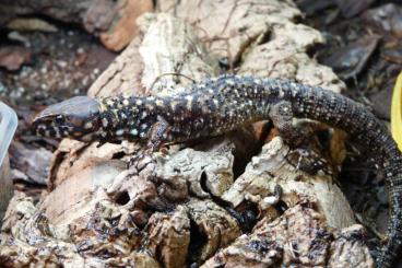 other lizards kaufen und verkaufen Photo: Gebe ab Lepidophyma smithii, parthenogenetische Nachtechsen