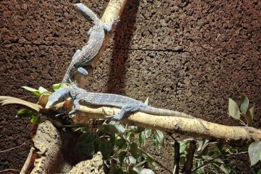 Monitor lizards kaufen und verkaufen Photo: Varanus Macraei 2.0 DNZ 07/18 0.1 DNZ 05/23hoher Blauanteil