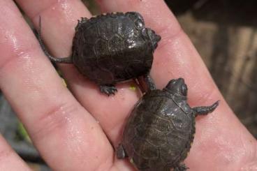 Schildkröten  kaufen und verkaufen Foto: Turtles CB24 for Hamm september