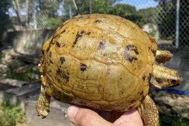 Schildkröten  kaufen und verkaufen Foto: VARIOUS TORTOISES FOR HAMM SEPT