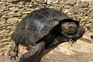 Turtles and Tortoises kaufen und verkaufen Photo: MANOURIA EMYS PHAREYI FOR HAMM AND VERONA