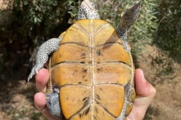 Turtles and Tortoises kaufen und verkaufen Photo: DIAMONDBACK TERRAPIN FOR HAMM