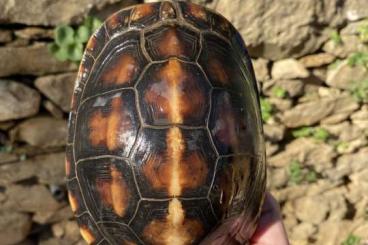 Schildkröten  kaufen und verkaufen Foto: CUORA FLAVOMARGINATA FEMALES 