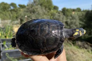 Turtles and Tortoises kaufen und verkaufen Photo: PODOCNEMIS UNIFILIS AVAILABLE