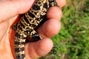 Echsen  kaufen und verkaufen Foto: Pure CB baby Blue tegus available 