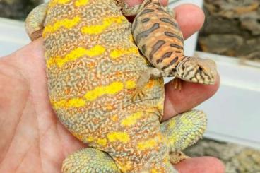 Echsen  kaufen und verkaufen Foto: Rare opportunity Hypo Ornate Uromastyx