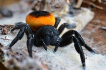 Spiders and Scorpions kaufen und verkaufen Photo: For hamm and shipping all Europe