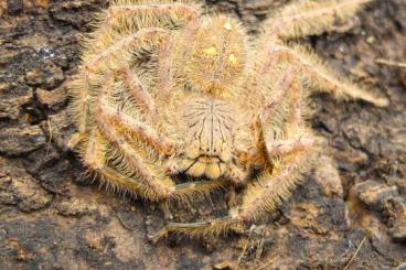 Spinnen und Skorpione kaufen und verkaufen Foto: Shipping all europe - true spiders, scorpiones and other Spinnen und Skorpione kaufen und verkaufen Foto: Shipping all europe - true spiders, scorpiones and other