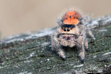 Spiders and Scorpions kaufen und verkaufen Photo: True spiders and other - shipping all EU