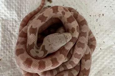 Colubrids kaufen und verkaufen Photo: Albino-Erdnattern (Pantherophis obsoleta)