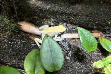 Poison dart frogs kaufen und verkaufen Photo: Adelphobates Galactonotus 