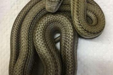 Schlangen kaufen und verkaufen Foto: 0.2 Elaphe climacophora striped ‘24