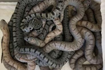 Snakes kaufen und verkaufen Photo: Pantherophis bairdi CB'24 Vivid/Hypo