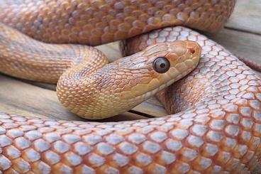 Snakes kaufen und verkaufen Photo: Pantherophis bairdi HYPOMELANISTIC CB2024