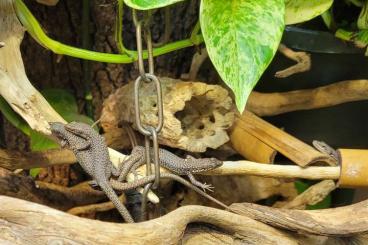 Lizards kaufen und verkaufen Photo: Draveka unisexual hagedissen