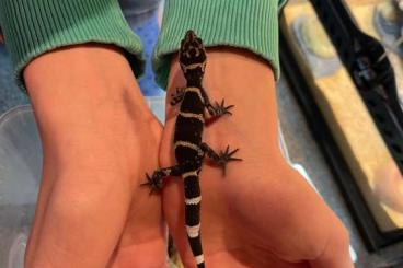 Geckos kaufen und verkaufen Photo: Suche / looking for: 0.1 Goniurosaurus yamashinae