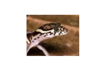 Geckos kaufen und verkaufen Foto: Looking for: 1.0 Coleonyx mitratus 