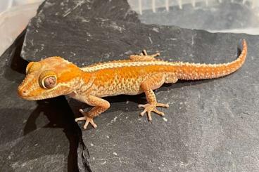 Geckos kaufen und verkaufen Foto: Gebe ab:   Paroedura picta NZ'24          Madagassische Großkopfgeckos